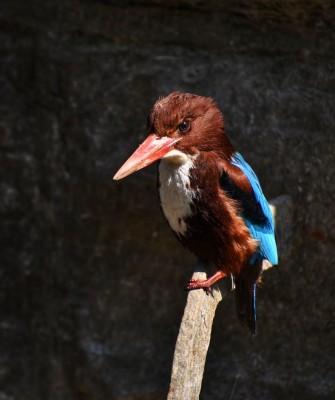 White-throated Kingfisher, Taiwan Birding, Taiwan, Birds of Asia, Naturalist Journeys, Wildlife Tour, Wildlife Photography, Ecotourism, Specialty Birds, Endemic Birds, Birding Hotspot