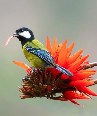 Green-backed Tit, Taiwan Birding, Taiwan, Birds of Asia, Naturalist Journeys, Wildlife Tour, Wildlife Photography, Ecotourism, Specialty Birds, Endemic Birds, Birding Hotspot