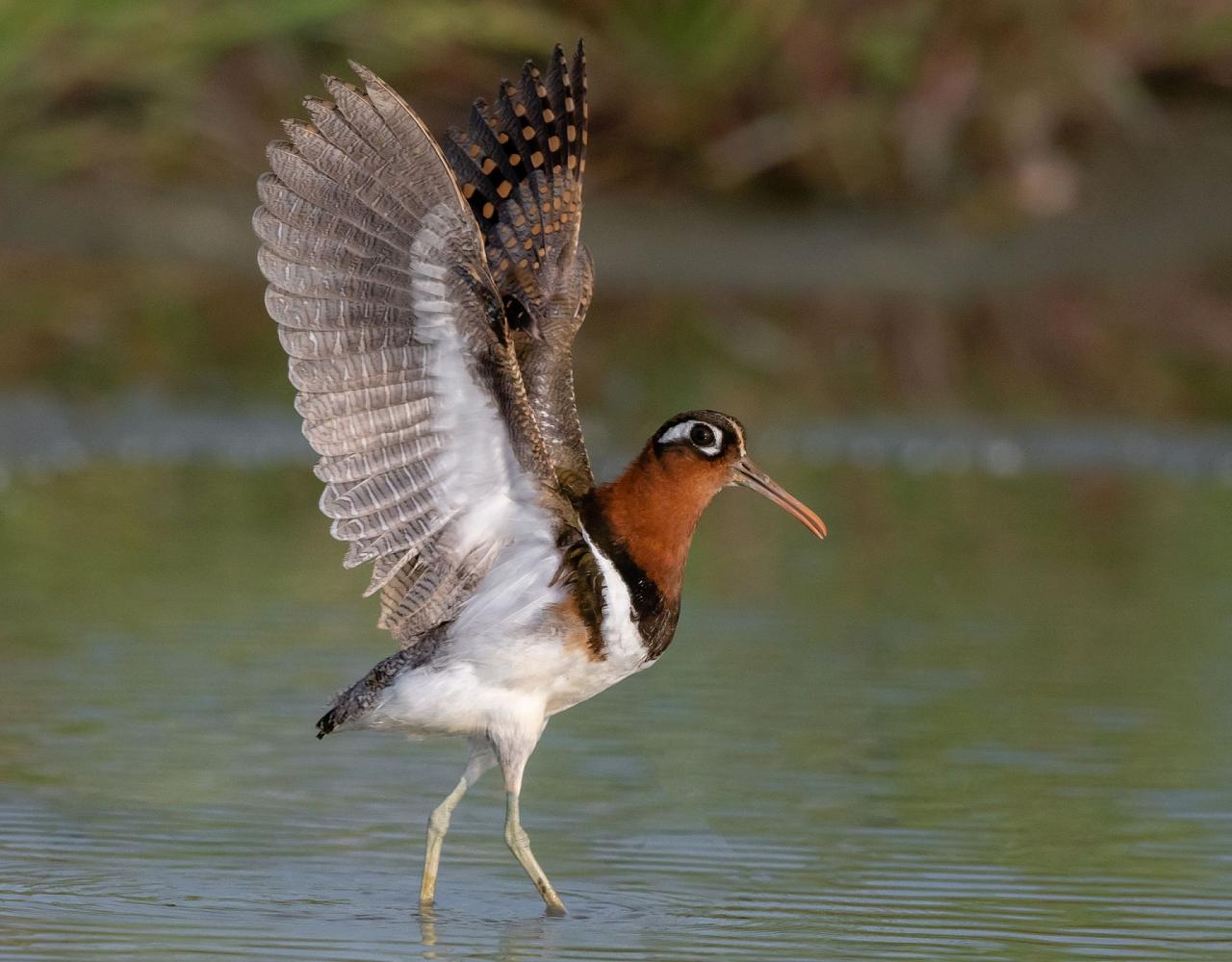 Taiwan Birding, Taiwan, Birds of Asia, Naturalist Journeys, Wildlife Tour, Wildlife Photography, Ecotourism, Specialty Birds, Endemic Birds, Birding Hotspot