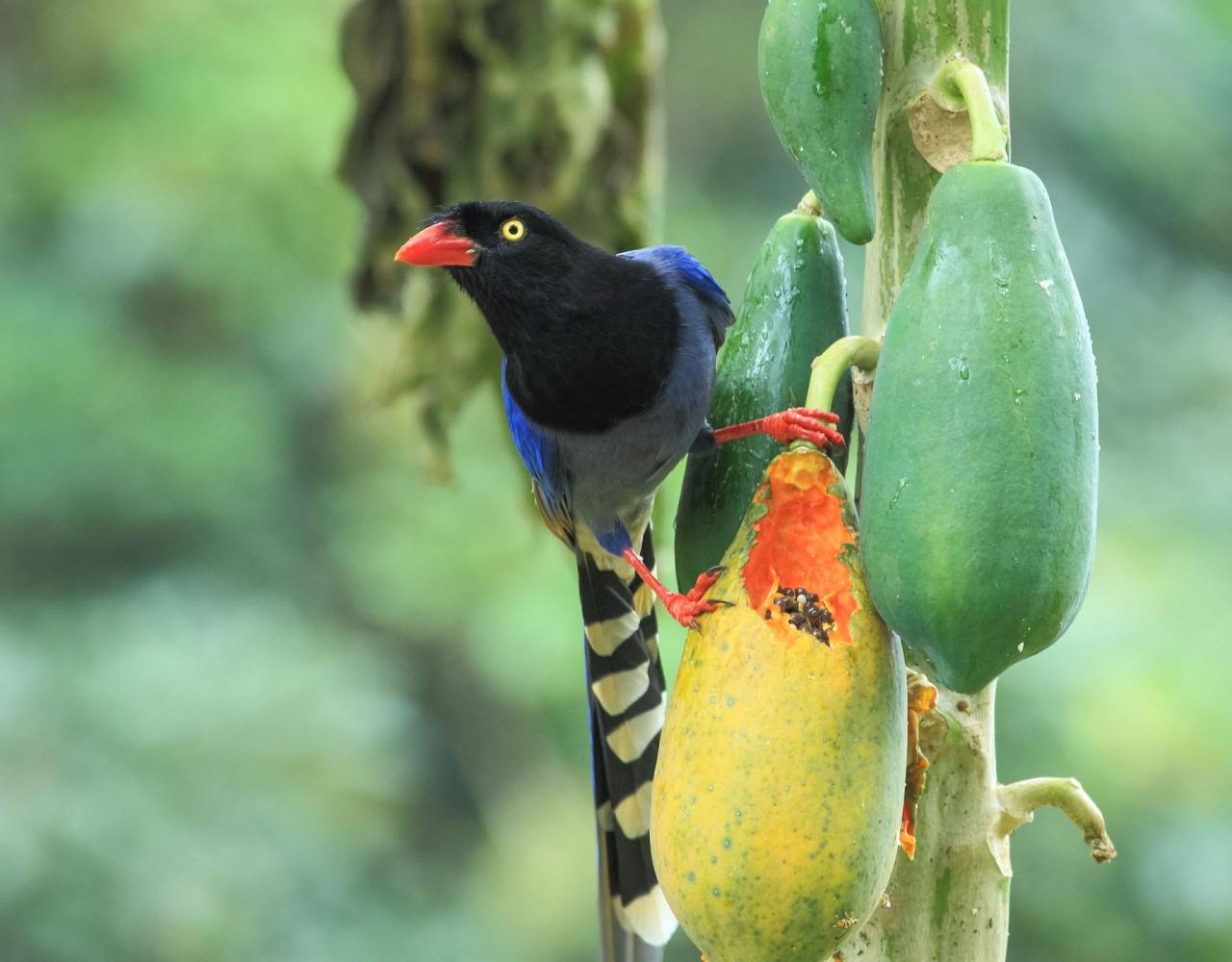 Taiwan Birding, Taiwan, Birds of Asia, Naturalist Journeys, Wildlife Tour, Wildlife Photography, Ecotourism, Specialty Birds, Endemic Birds, Birding Hotspot