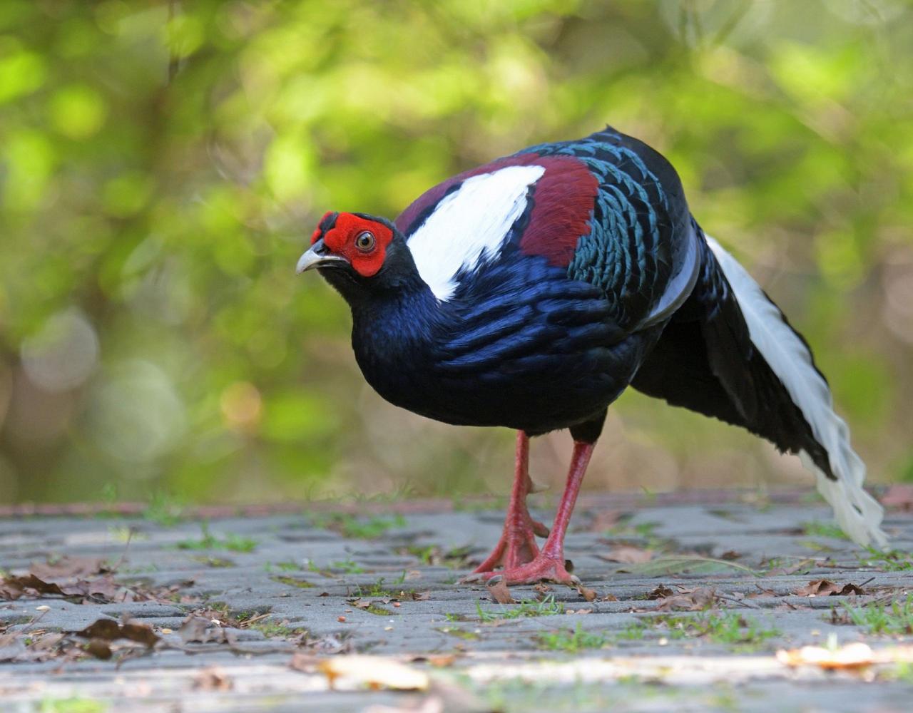 Taiwan Birding, Taiwan, Birds of Asia, Naturalist Journeys, Wildlife Tour, Wildlife Photography, Ecotourism, Specialty Birds, Endemic Birds, Birding Hotspot