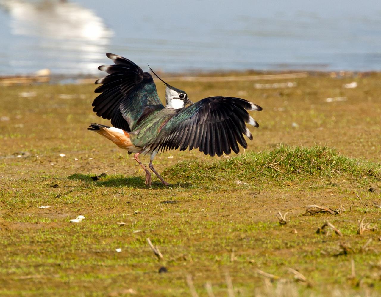 Taiwan Birding, Taiwan, Birds of Asia, Naturalist Journeys, Wildlife Tour, Wildlife Photography, Ecotourism, Specialty Birds, Endemic Birds, Birding Hotspot