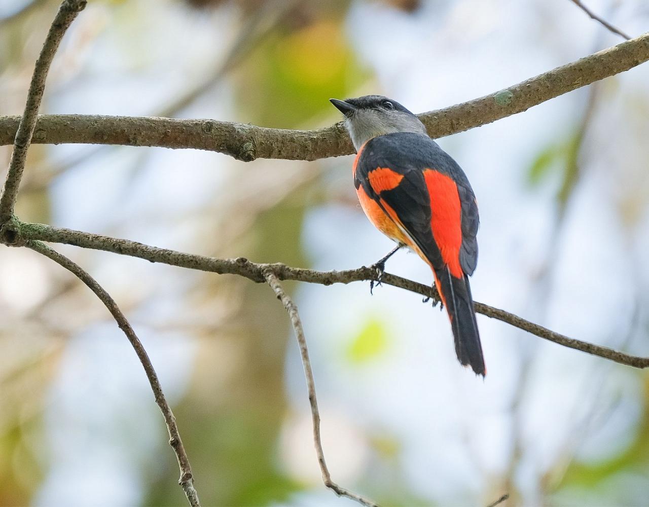 Taiwan Birding, Taiwan, Birds of Asia, Naturalist Journeys, Wildlife Tour, Wildlife Photography, Ecotourism, Specialty Birds, Endemic Birds, Birding Hotspot