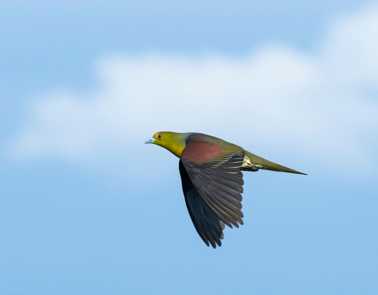 Taiwan Birding, Taiwan, Birds of Asia, Naturalist Journeys, Wildlife Tour, Wildlife Photography, Ecotourism, Specialty Birds, Endemic Birds, Birding Hotspot