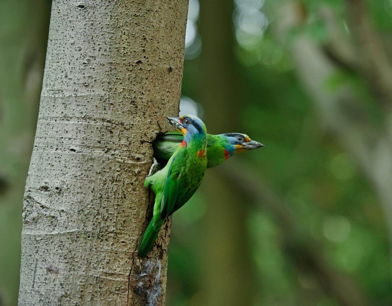 Taiwan Birding, Taiwan, Birds of Asia, Naturalist Journeys, Wildlife Tour, Wildlife Photography, Ecotourism, Specialty Birds, Endemic Birds, Birding Hotspot