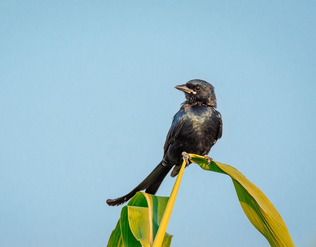 Taiwan Birding, Taiwan, Birds of Asia, Naturalist Journeys, Wildlife Tour, Wildlife Photography, Ecotourism, Specialty Birds, Endemic Birds, Birding Hotspot