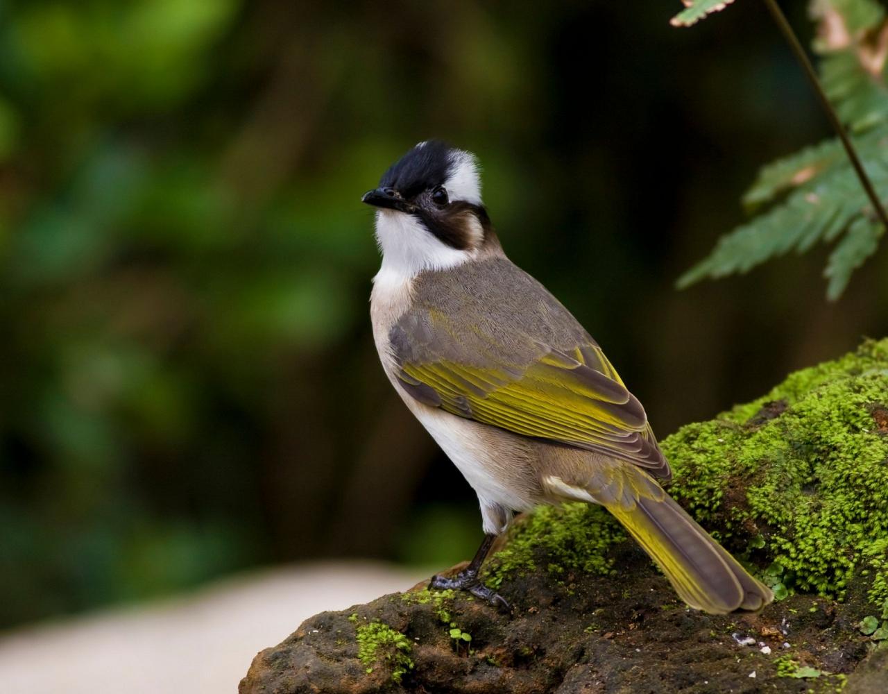 Taiwan Birding, Taiwan, Birds of Asia, Naturalist Journeys, Wildlife Tour, Wildlife Photography, Ecotourism, Specialty Birds, Endemic Birds, Birding Hotspot