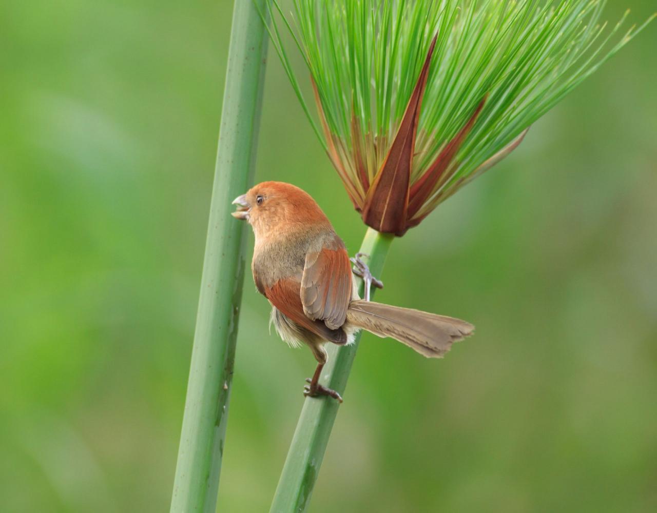 Taiwan Birding, Taiwan, Birds of Asia, Naturalist Journeys, Wildlife Tour, Wildlife Photography, Ecotourism, Specialty Birds, Endemic Birds, Birding Hotspot