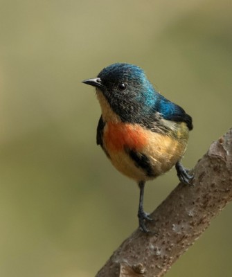 Taiwan Birding, Taiwan, Birds of Asia, Naturalist Journeys, Wildlife Tour, Wildlife Photography, Ecotourism, Specialty Birds, Endemic Birds, Birding Hotspot