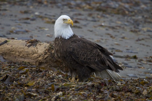 Bald Eagle, Oregon, Oregon Wildlife Tour, Oregon Birding, Naturalist Journeys, Oregon birding tour, Oregon Birds & Brews
