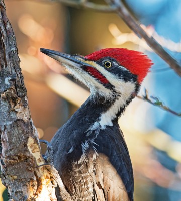 Pileated Woodpecker, Oregon, Oregon Wildlife Tour, Oregon Birding, Naturalist Journeys, Oregon birding tour, Oregon Birds & Brews