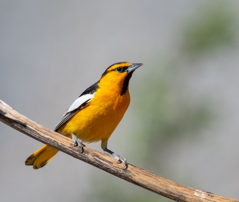 Bullock's Oriole, Oregon, Oregon Wildlife Tour, Oregon Birding, Naturalist Journeys, Oregon birding tour, Oregon Birds & Brews