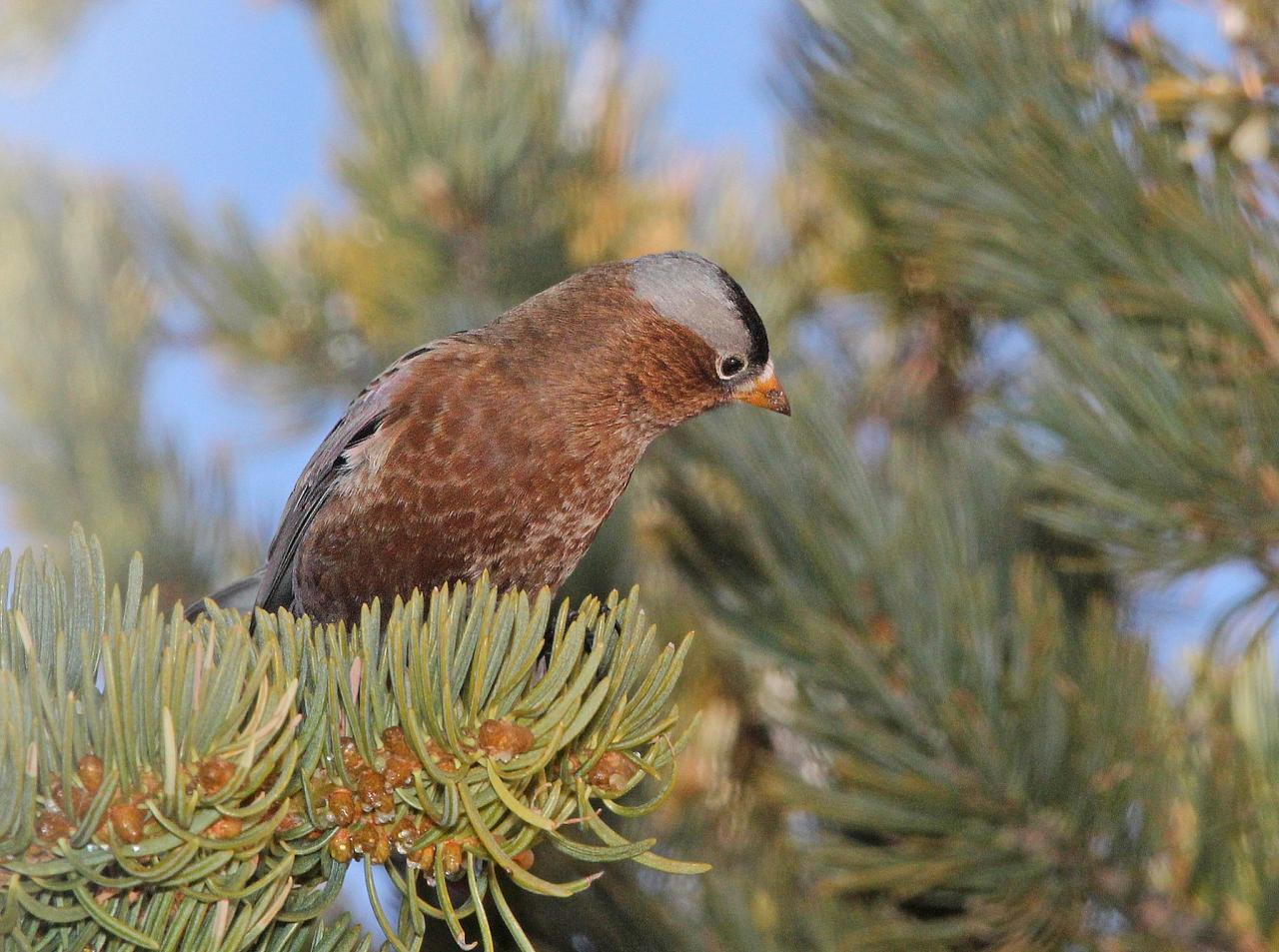 Gray-crowned Rosy-Finch, Oregon, Oregon Wildlife Tour, Oregon Birding, Naturalist Journeys, Oregon birding tour, Oregon Birds & Brews