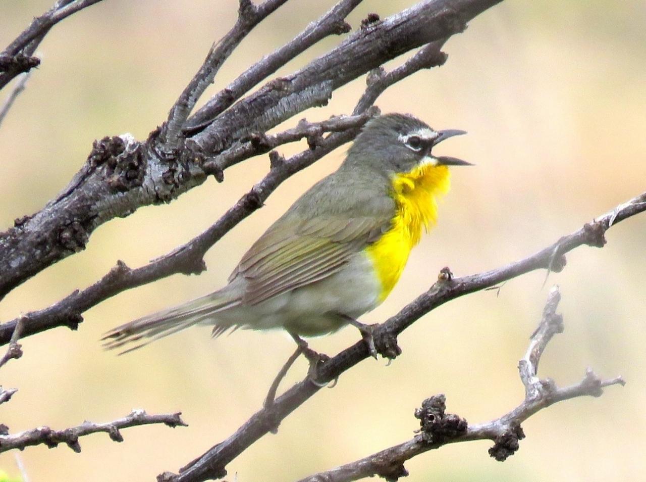 Yellow-breasted Chat, Texas, Big Bend, Big Bend National Park, Texas Nature Tour, Texas Birding Tour, Big Bend Nature Tour, Big Bend Birding Tour, Naturalist Journeys