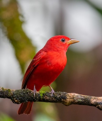 Summer Tanager, Big Bend National Park, Birding Big Bend, Bird Watching, United States, North American Birds, Naturalist Journeys, Wildlife Tour, Wildlife Photography, Ecotourism, Specialty Birds, Endemic Birds, Birding Hotspot