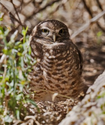 Elf Owl, Big Bend National Park, Birding Big Bend, Bird Watching, United States, North American Birds, Naturalist Journeys, Wildlife Tour, Wildlife Photography, Ecotourism, Specialty Birds, Endemic Birds, Birding Hotspot