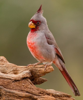 Big Bend National Park, Birding Big Bend, Bird Watching, United States, North American Birds, Naturalist Journeys, Wildlife Tour, Wildlife Photography, Ecotourism, Specialty Birds, Endemic Birds, Birding Hotspot