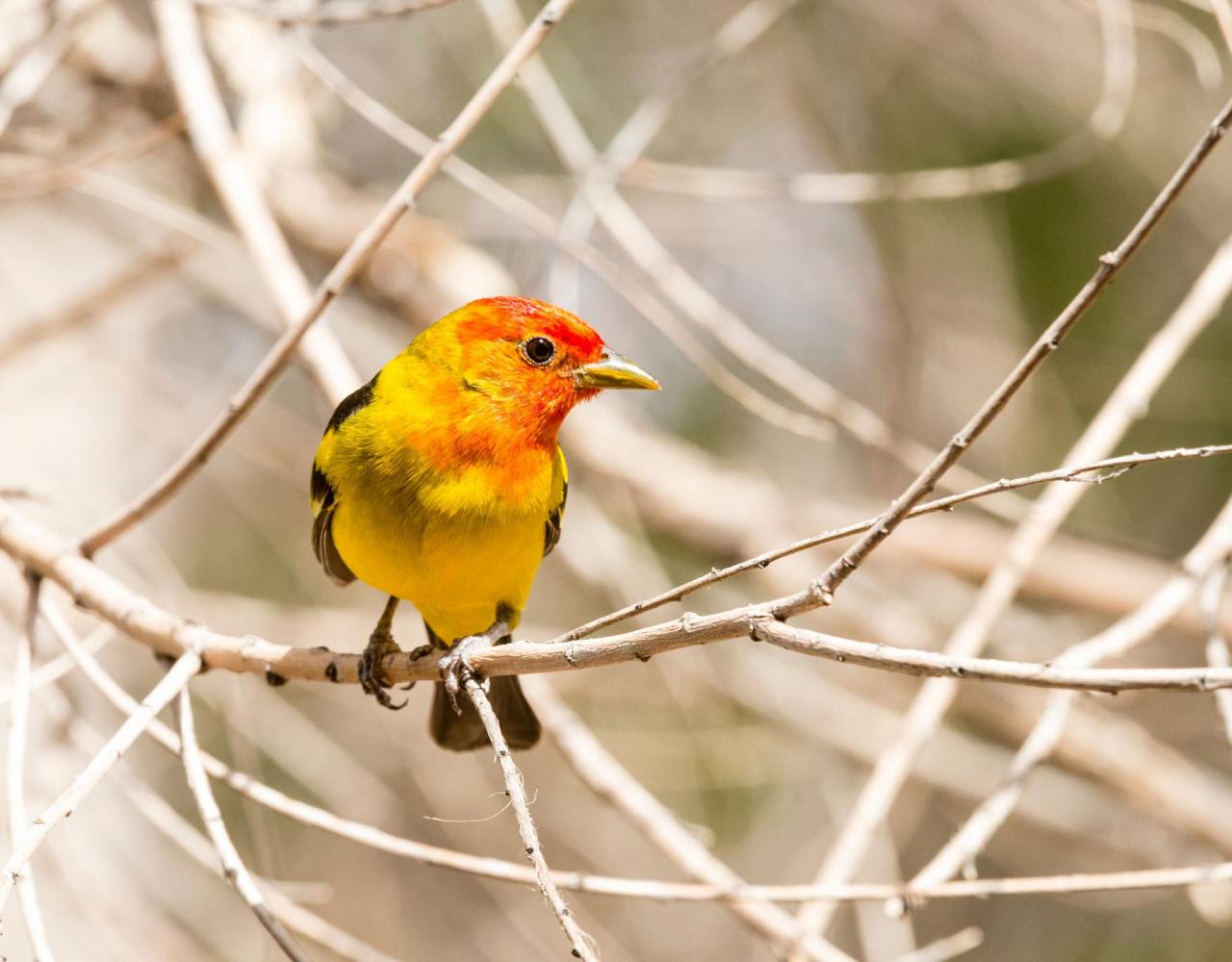 Big Bend National Park, Birding Big Bend, Bird Watching, United States, North American Birds, Naturalist Journeys, Wildlife Tour, Wildlife Photography, Ecotourism, Specialty Birds, Endemic Birds, Birding Hotspot