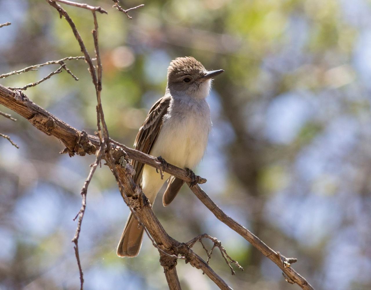 Big Bend National Park, Birding Big Bend, Bird Watching, United States, North American Birds, Naturalist Journeys, Wildlife Tour, Wildlife Photography, Ecotourism, Specialty Birds, Endemic Birds, Birding Hotspot