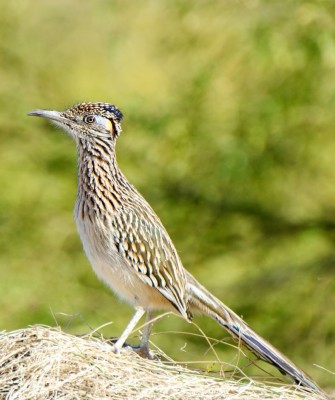 Greater Roadrunner, Big Bend National Park, Birding Big Bend, Bird Watching, United States, North American Birds, Naturalist Journeys, Wildlife Tour, Wildlife Photography, Ecotourism, Specialty Birds, Endemic Birds, Birding Hotspot