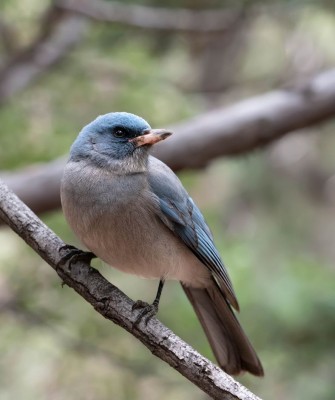 Mexican Jay, Big Bend National Park, Birding Big Bend, Bird Watching, United States, North American Birds, Naturalist Journeys, Wildlife Tour, Wildlife Photography, Ecotourism, Specialty Birds, Endemic Birds, Birding Hotspot