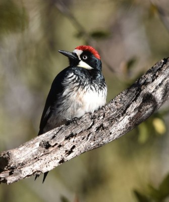 Acorn Woodpecker, Big Bend National Park, Birding Big Bend, Bird Watching, United States, North American Birds, Naturalist Journeys, Wildlife Tour, Wildlife Photography, Ecotourism, Specialty Birds, Endemic Birds, Birding Hotspot