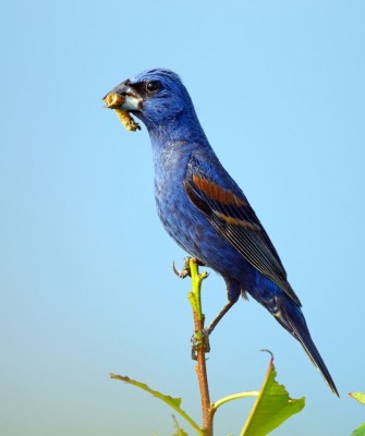 Blue Grosbeak, Big Bend National Park, Birding Big Bend, Bird Watching, United States, North American Birds, Naturalist Journeys, Wildlife Tour, Wildlife Photography, Ecotourism, Specialty Birds, Endemic Birds, Birding Hotspot