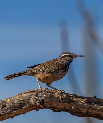 Cactus Wren, Big Bend National Park, Birding Big Bend, Bird Watching, United States, North American Birds, Naturalist Journeys, Wildlife Tour, Wildlife Photography, Ecotourism, Specialty Birds, Endemic Birds, Birding Hotspot