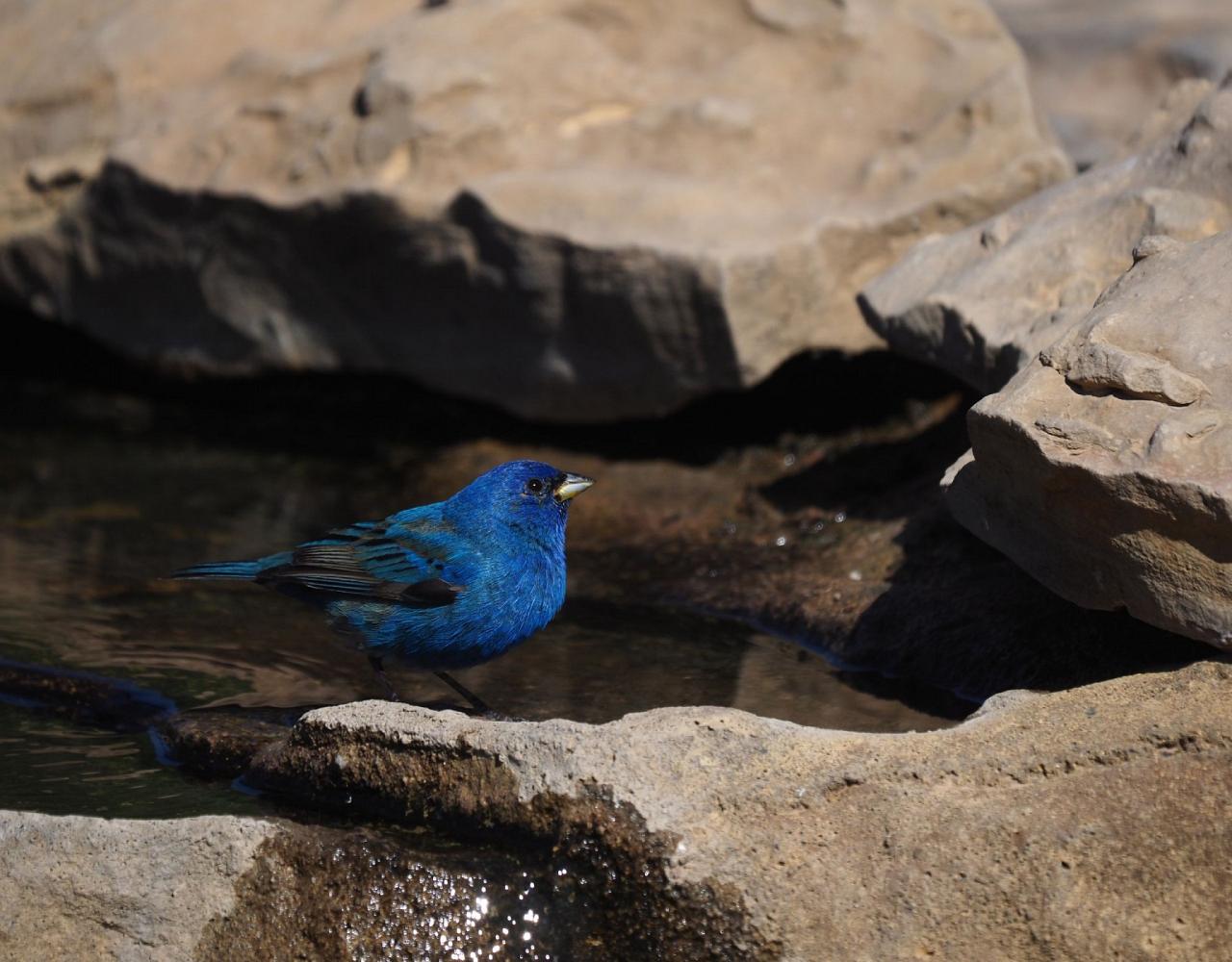 Big Bend National Park, Birding Big Bend, Bird Watching, United States, North American Birds, Naturalist Journeys, Wildlife Tour, Wildlife Photography, Ecotourism, Specialty Birds, Endemic Birds, Birding Hotspot