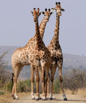 Giraffe, Birding South Africa, Bird watching South Africa, Cape Town, African birds, African Safari, Naturalist Journeys, Wildlife Tour, Wildlife Photography, Ecotourism, Specialty Birds, Endemic Birds, Birding Hotspot 