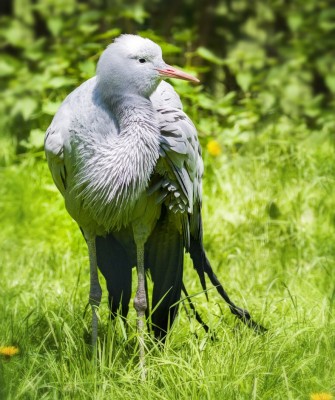 Blue Crane, Birding South Africa, Bird watching South Africa, Cape Town, African birds, African Safari, Naturalist Journeys, Wildlife Tour, Wildlife Photography, Ecotourism, Specialty Birds, Endemic Birds, Birding Hotspot 