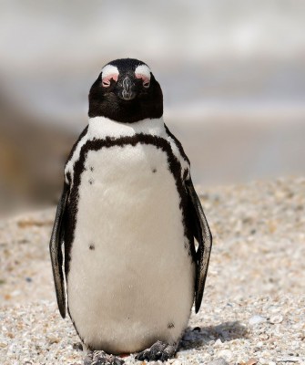 African Penguin, Birding South Africa, Bird watching South Africa, Cape Town, African birds, African Safari, Naturalist Journeys, Wildlife Tour, Wildlife Photography, Ecotourism, Specialty Birds, Endemic Birds, Birding Hotspot 