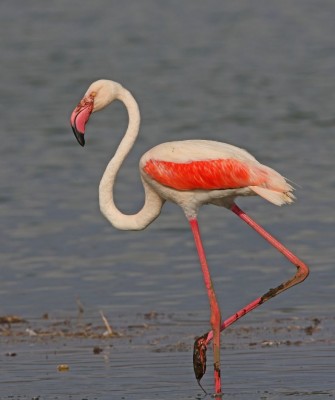 Greater Flamingo, Birding South Africa, Bird watching South Africa, Cape Town, African birds, African Safari, Naturalist Journeys, Wildlife Tour, Wildlife Photography, Ecotourism, Specialty Birds, Endemic Birds, Birding Hotspot 