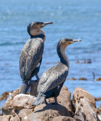 Cape Cormorants, Birding South Africa, Bird watching South Africa, Cape Town, African birds, African Safari, Naturalist Journeys, Wildlife Tour, Wildlife Photography, Ecotourism, Specialty Birds, Endemic Birds, Birding Hotspot 