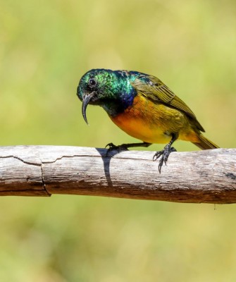 Orange-breasted Sunbird,Birding South Africa, Bird watching South Africa, Cape Town, African birds, African Safari, Naturalist Journeys, Wildlife Tour, Wildlife Photography, Ecotourism, Specialty Birds, Endemic Birds, Birding Hotspot 