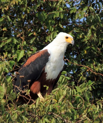 African Fish Eagle, Birding South Africa, Bird watching South Africa, Cape Town, African birds, African Safari, Naturalist Journeys, Wildlife Tour, Wildlife Photography, Ecotourism, Specialty Birds, Endemic Birds, Birding Hotspot 