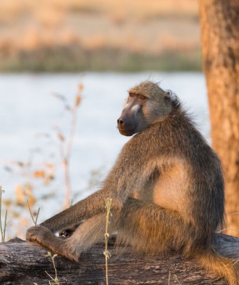 Chacma Baboon, Birding South Africa, Bird watching South Africa, Cape Town, African birds, African Safari, Naturalist Journeys, Wildlife Tour, Wildlife Photography, Ecotourism, Specialty Birds, Endemic Birds, Birding Hotspot 