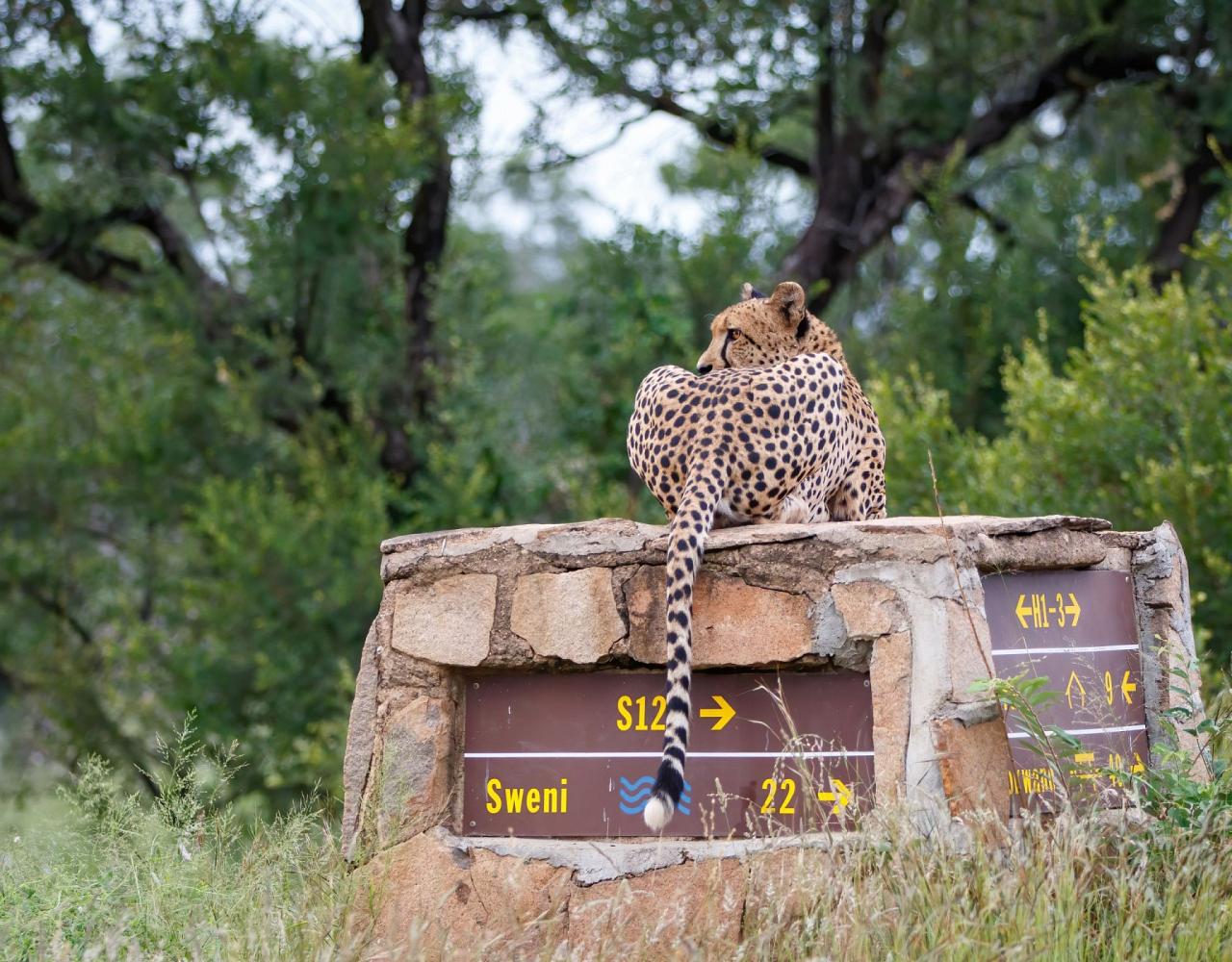 Birding South Africa, Bird watching South Africa, Cape Town, African birds, African Safari, Naturalist Journeys, Wildlife Tour, Wildlife Photography, Ecotourism, Specialty Birds, Endemic Birds, Birding Hotspot 