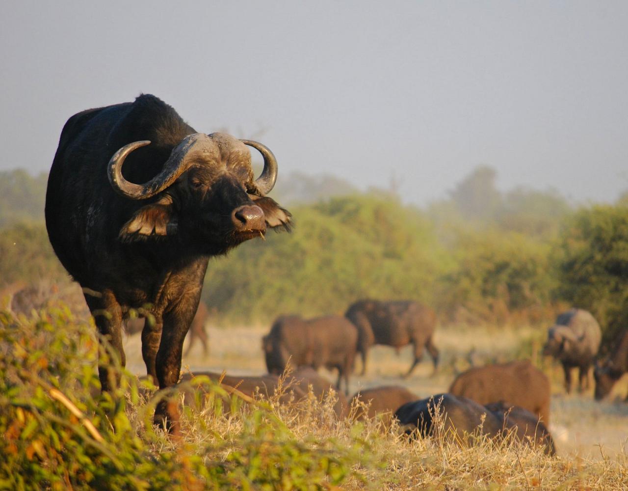 Birding South Africa, Bird watching South Africa, Cape Town, African birds, African Safari, Naturalist Journeys, Wildlife Tour, Wildlife Photography, Ecotourism, Specialty Birds, Endemic Birds, Birding Hotspot 