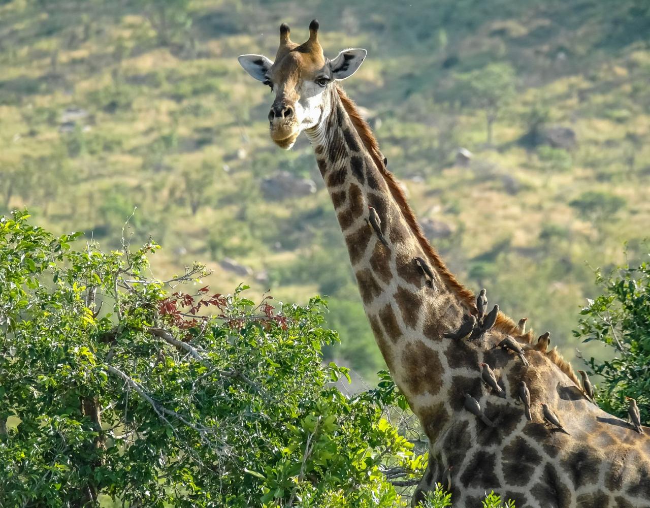 Birding South Africa, Bird watching South Africa, Cape Town, African birds, African Safari, Naturalist Journeys, Wildlife Tour, Wildlife Photography, Ecotourism, Specialty Birds, Endemic Birds, Birding Hotspot 