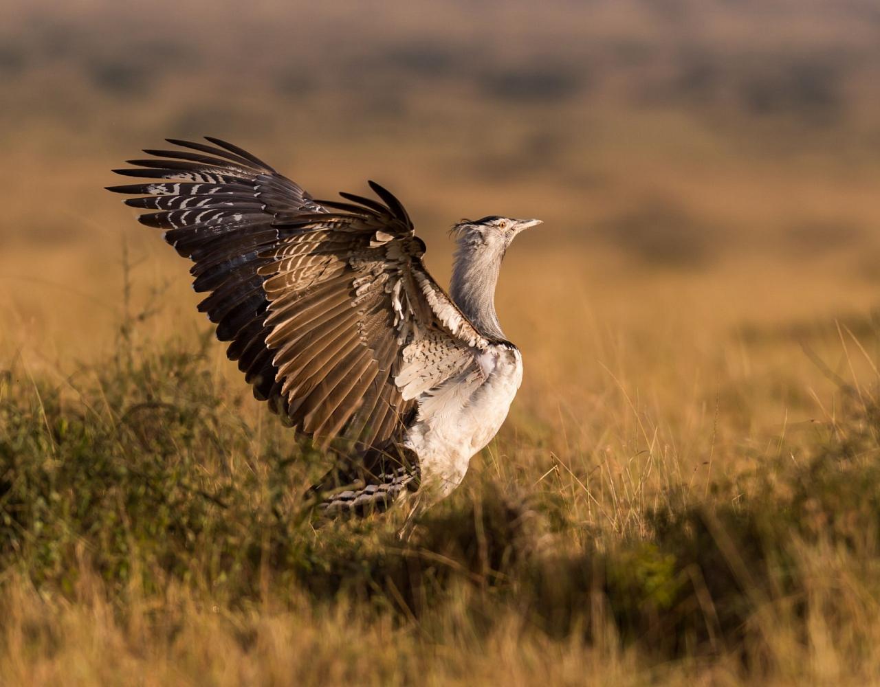 Birding South Africa, Bird watching South Africa, Cape Town, African birds, African Safari, Naturalist Journeys, Wildlife Tour, Wildlife Photography, Ecotourism, Specialty Birds, Endemic Birds, Birding Hotspot 