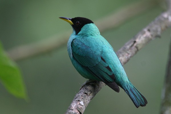 Green Honeycreeper, Ecuador, Naturalist Journeys, Ecuador Birding Tour