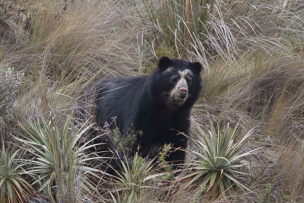 Spectacled Bear, Ecuador, Naturalist Journeys, Ecuador Birding Tour