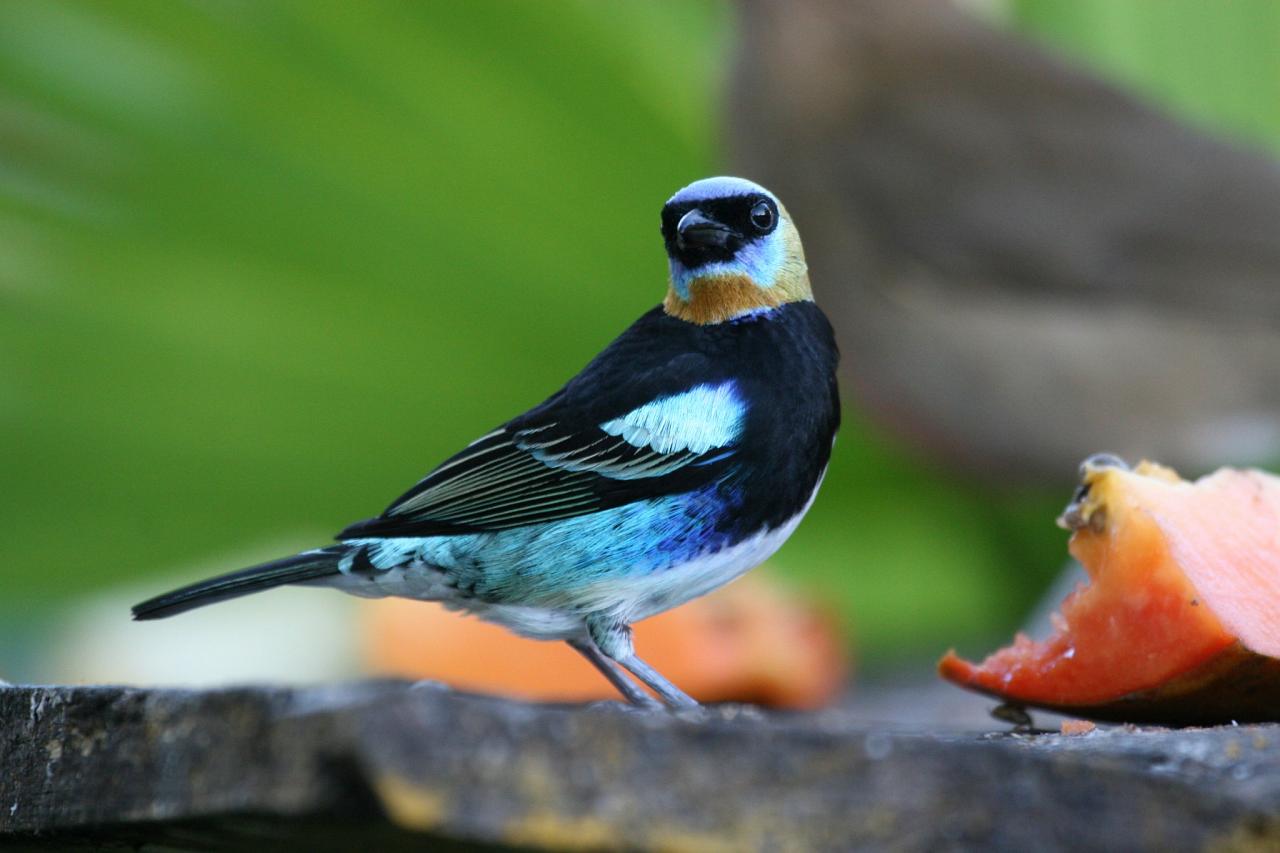 Golden-hooded Tanager, Costa Rica, Costa Rica Birding Tour, Costa Rica Nature Tour, Winter Costa Rica Tour, Naturalist Journeys
