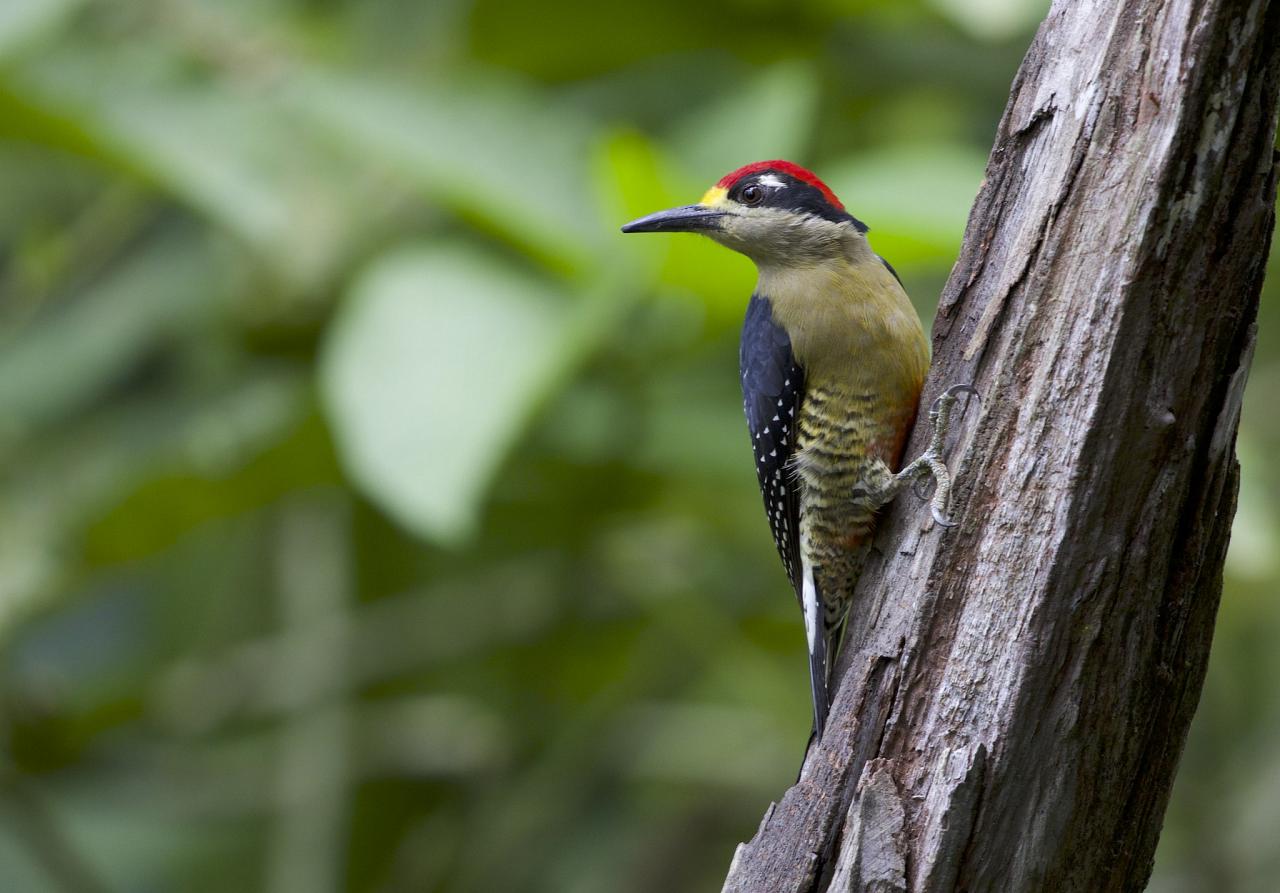 Black-cheeked Woodpecker, Costa Rica, Costa Rica Birding Tour, Costa Rica Nature Tour, Winter Costa Rica Tour, Naturalist Journeys
