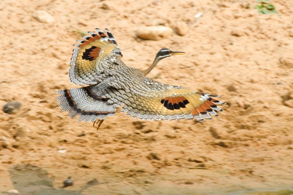 Sunbittern, Ecuador, Naturalist Journeys, Ecuador Birding Tour