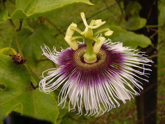 Passion Flower, Costa Rica, Costa Rica Nature Tour, Costa Rica Birding Tour, Winter Costa Rica Tour, Naturalist Journeys