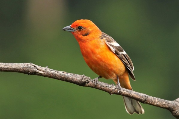 Flame-colored Tanager, Costa Rica, Costa Rica Nature Tour, Costa Rica Birding Tour, Winter Costa Rica Tour, Naturalist Journeys