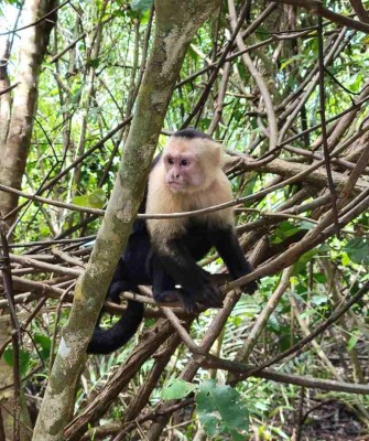 White-faced Capuchin, Costa Rica Nature Tour, Costa Rica Birding Tour, Costa Rica, Naturalist Journeys