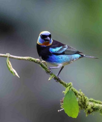 Golden-hooded Tanager, Costa Rica Nature Tour, Costa Rica Birding Tour, Costa Rica, Naturalist Journeys